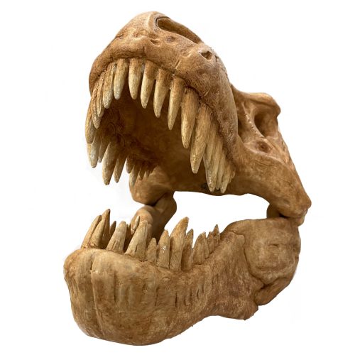 T Rex Craneo